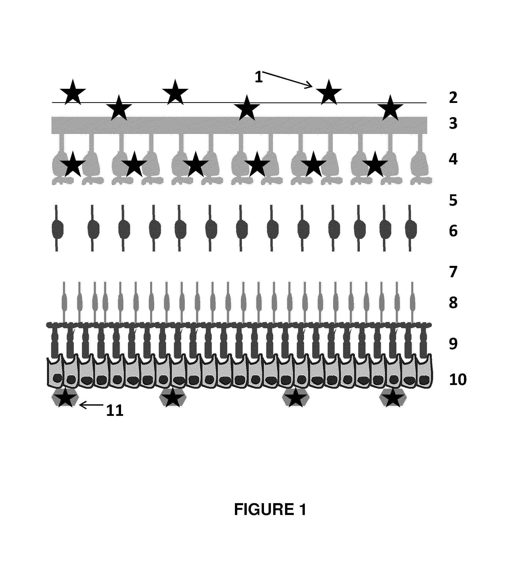 Method and system for imaging amyloid beta in the retina of the eye in association with alzheimer's disease