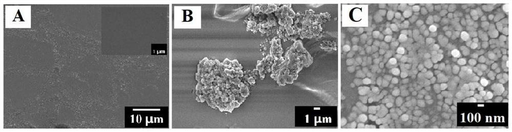 Sequence for determining escherichia coli gene by using nanogold-graphdiyne composite material modified electrode