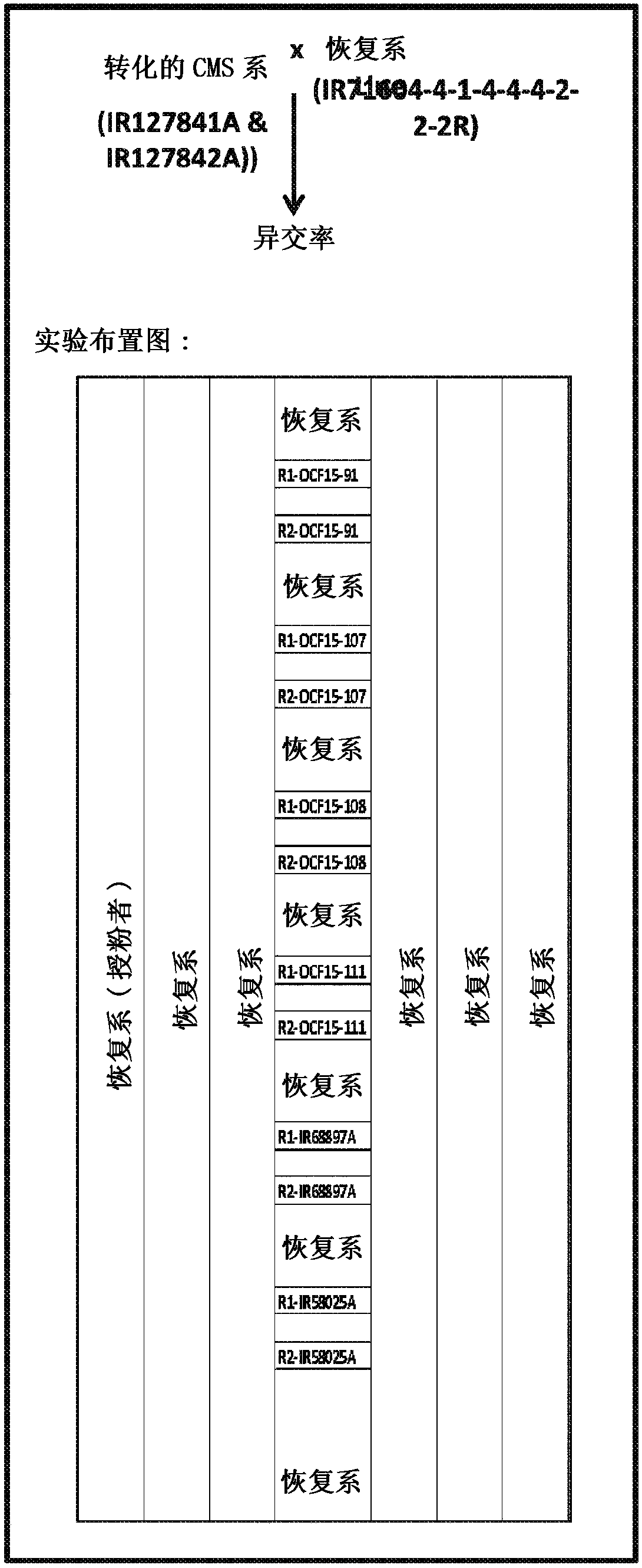Increasing hybrid seed production through higher outcrossing rate in cytoplasmic male sterile rice and related materials and methods