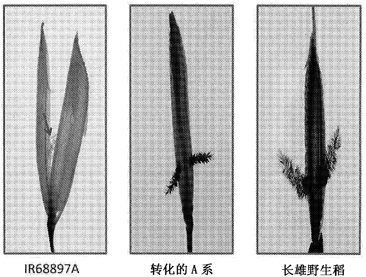 Increasing hybrid seed production through higher outcrossing rate in cytoplasmic male sterile rice and related materials and methods