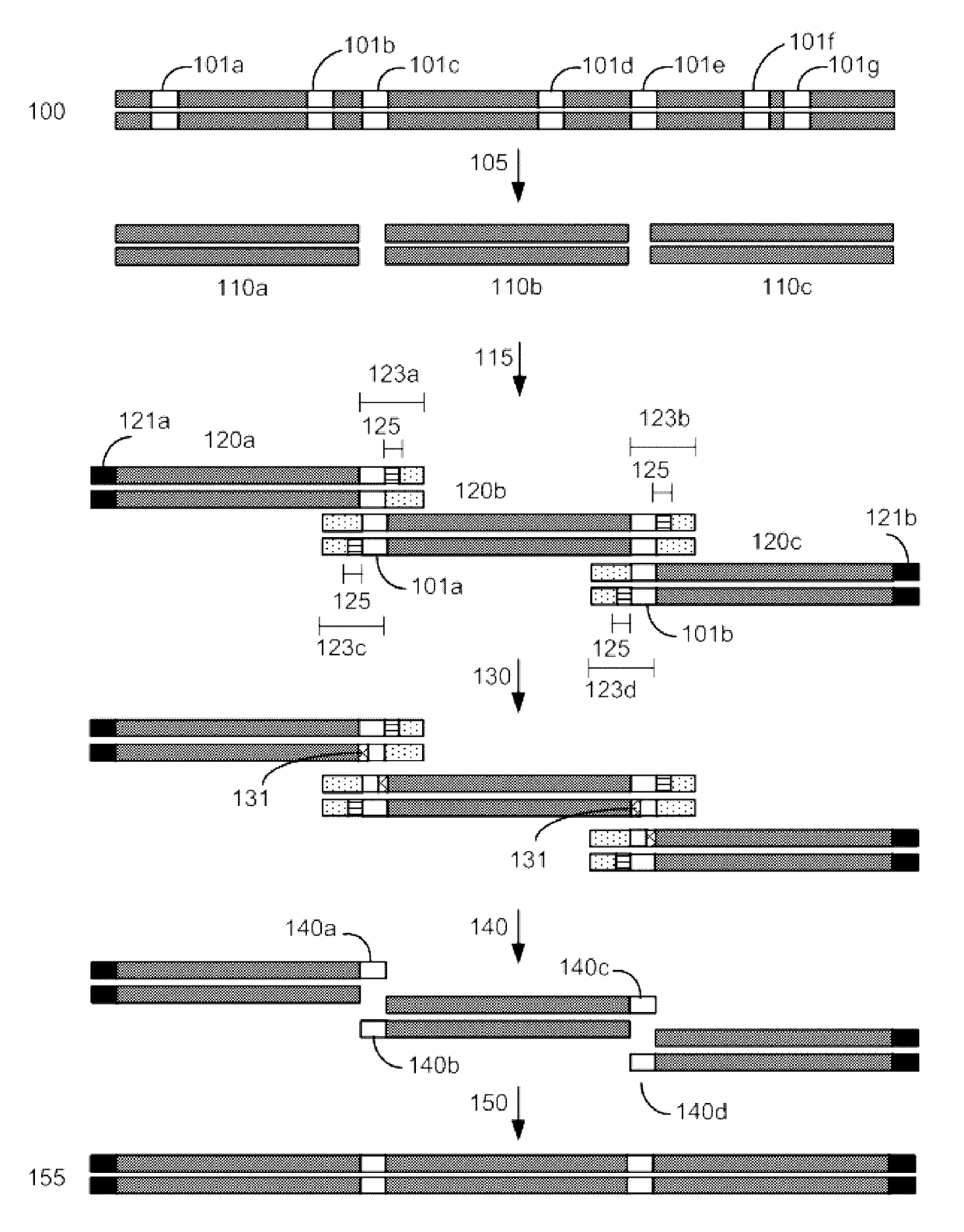 Compositions and methods for synthetic gene assembly