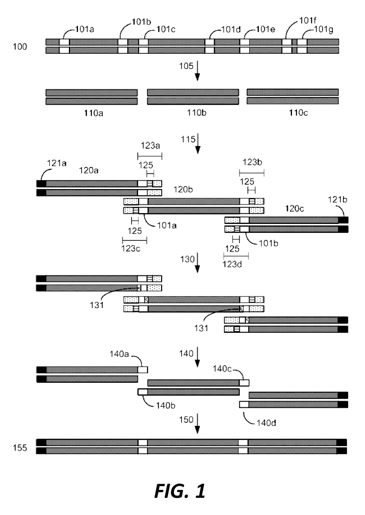 Compositions and methods for synthetic gene assembly