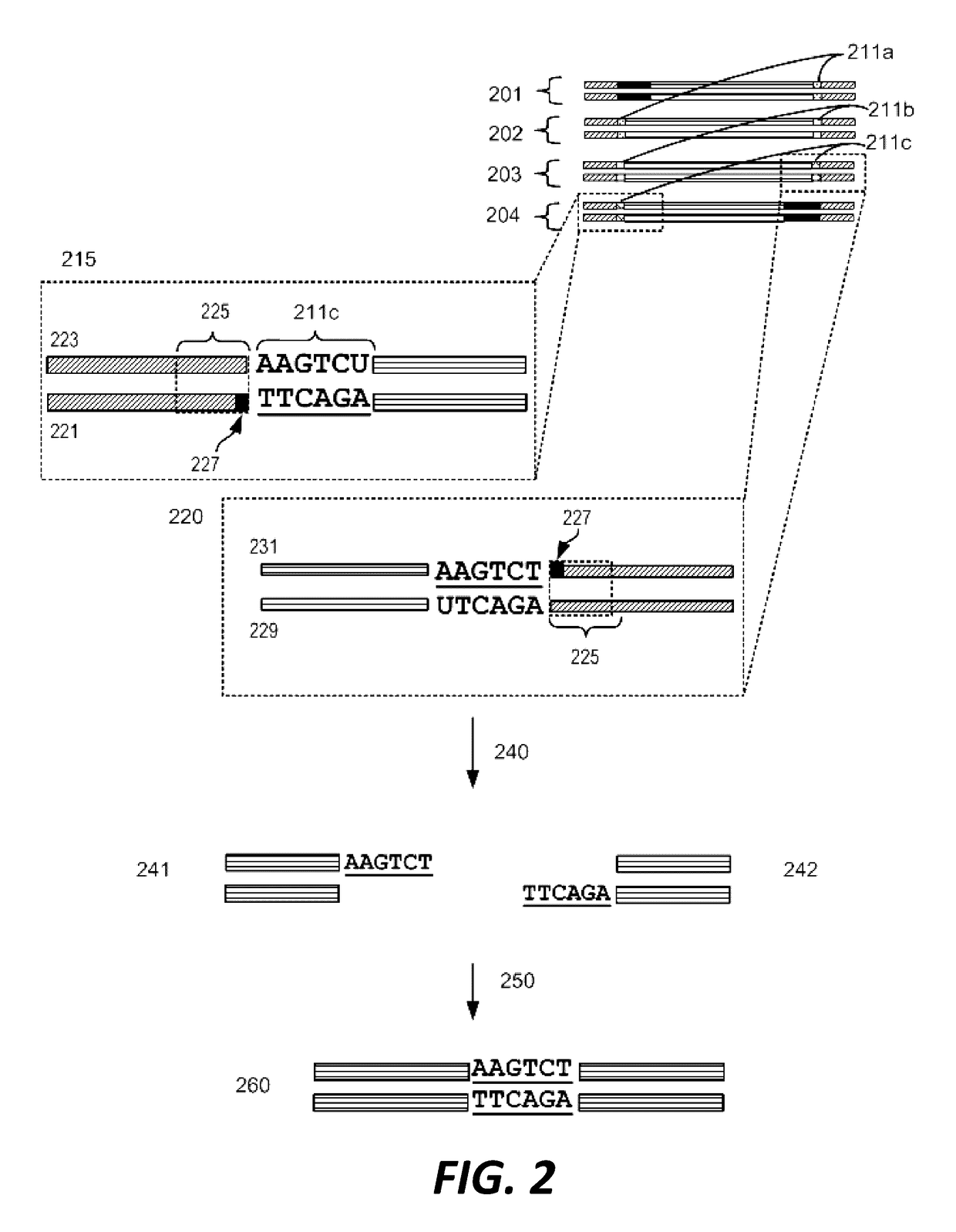 Compositions and methods for synthetic gene assembly