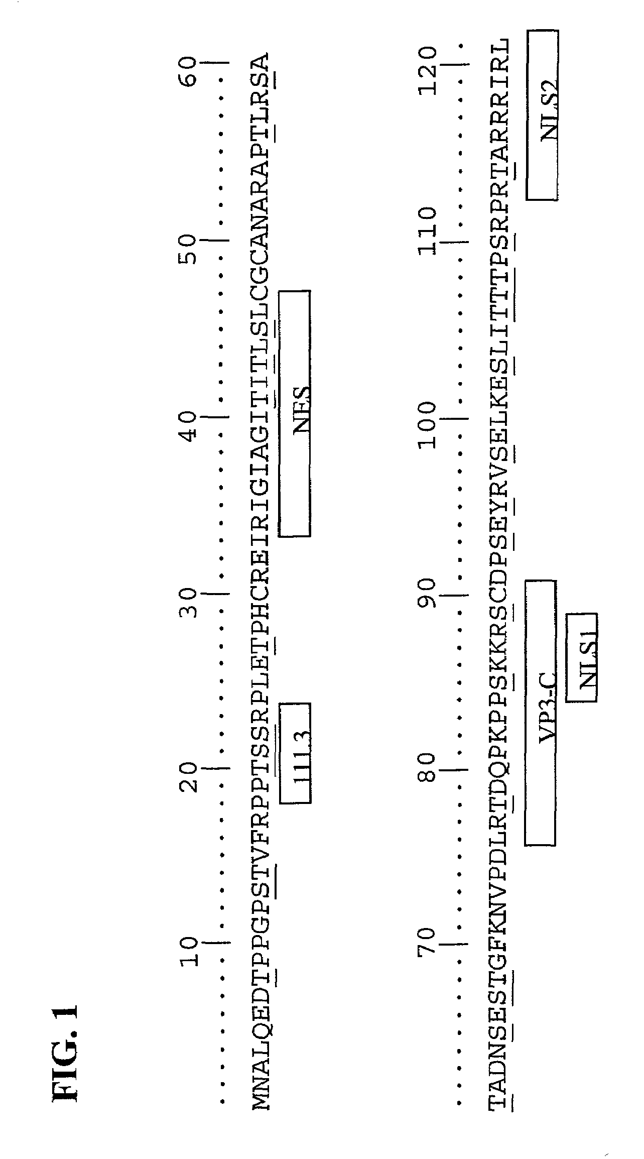 Modifications of apoptin