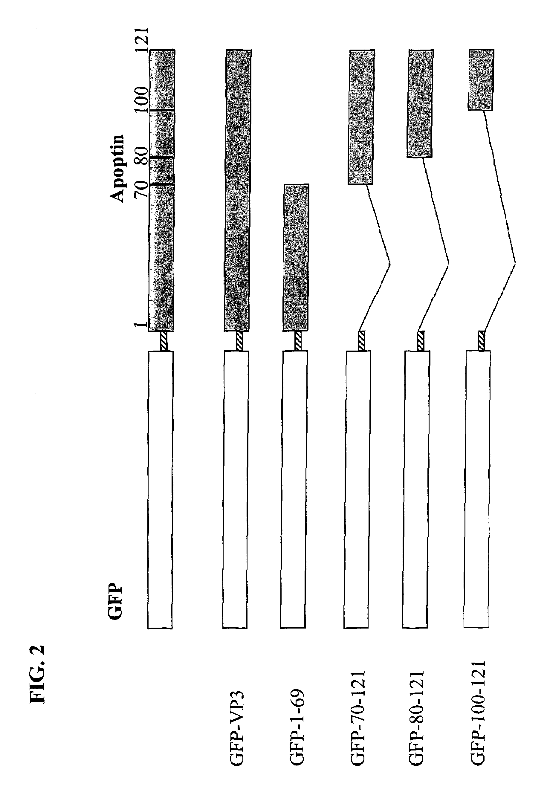 Modifications of apoptin