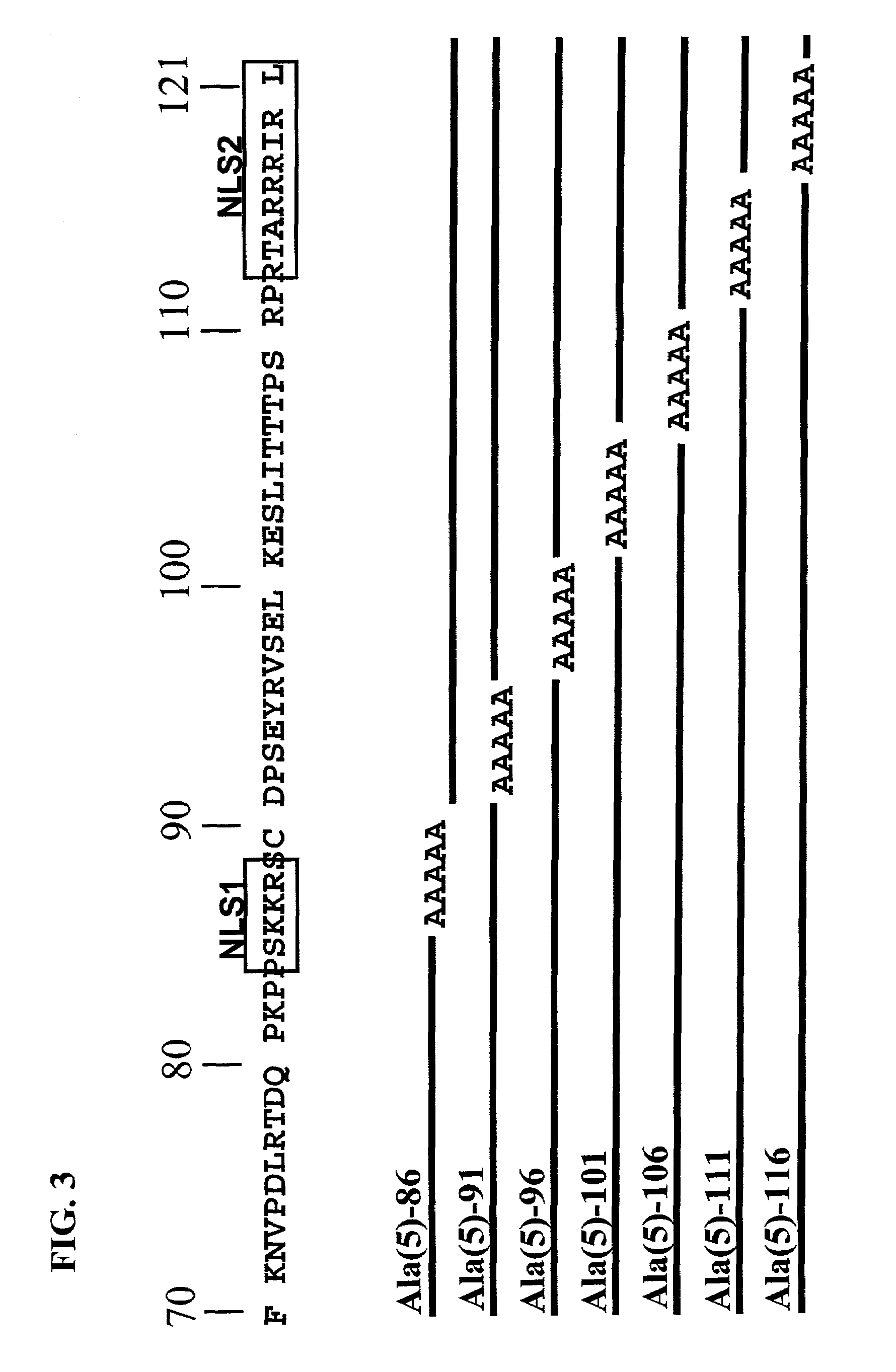 Modifications of apoptin