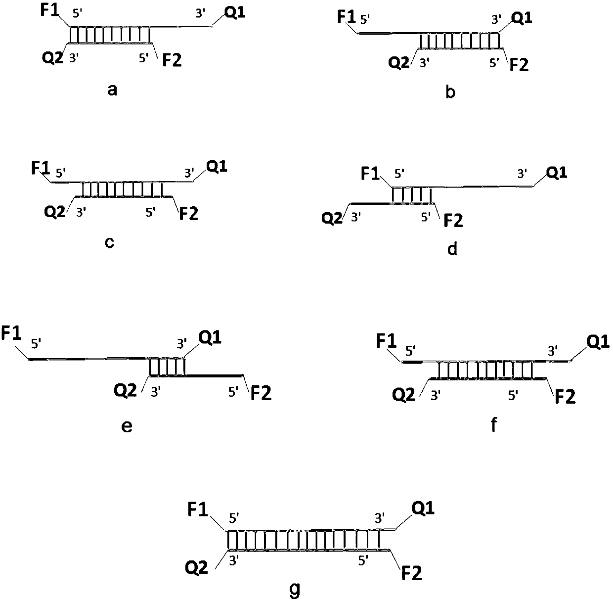 Structure and application of double-stranded oligonucleotide nucleic acid probe