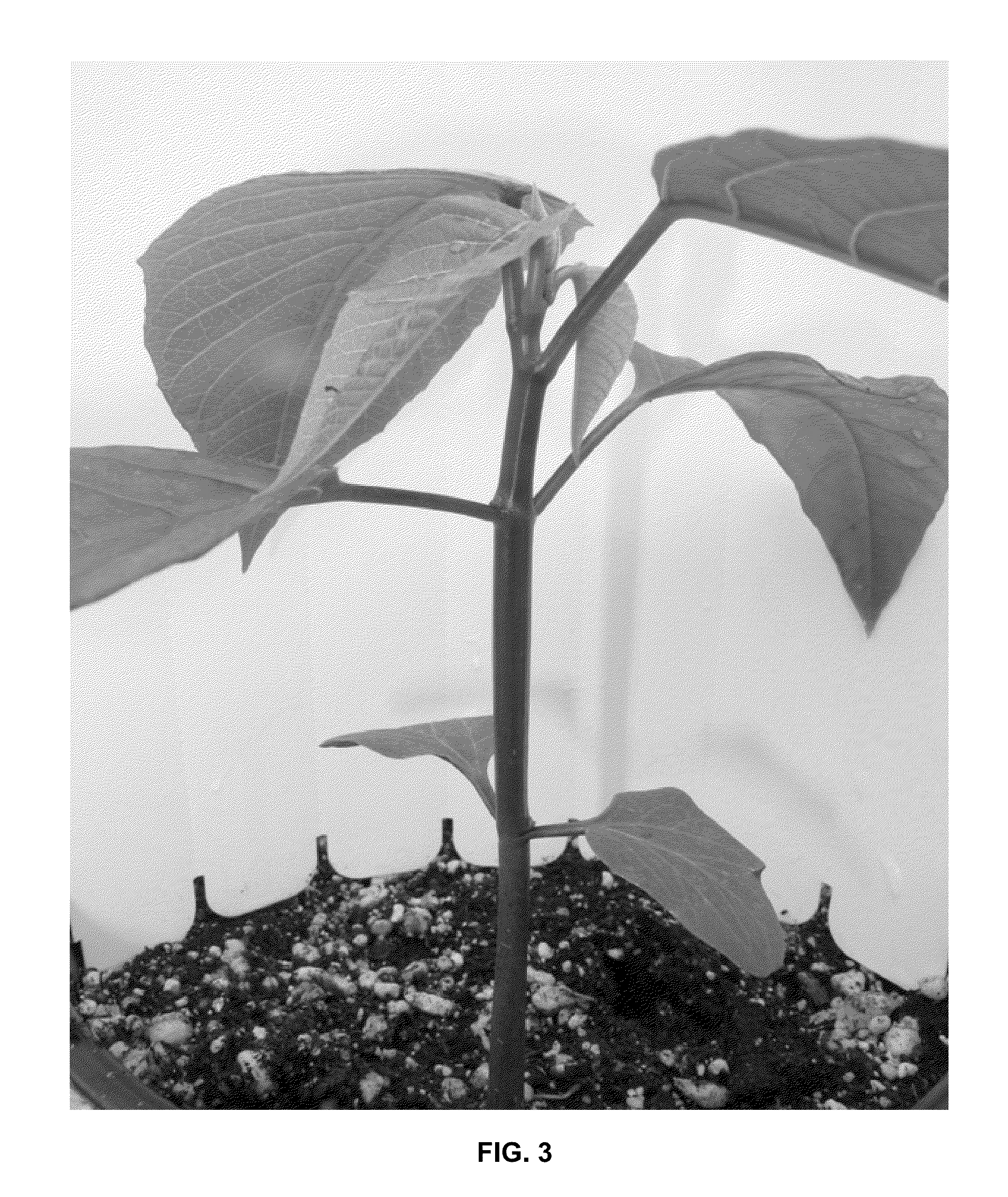 Free branching poinsettia