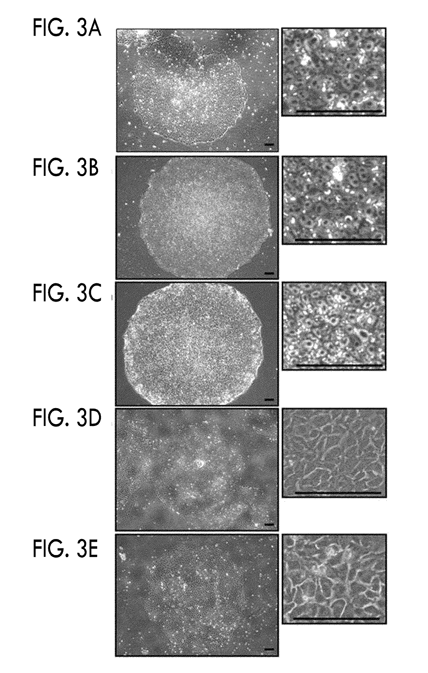 Polypeptide composition and culture method for pluripotent stem cell using same
