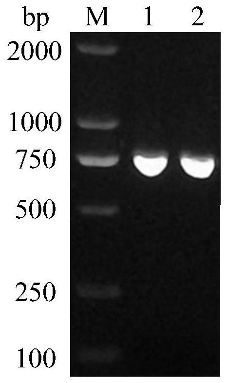 Recombinant Escherichia coli zjut-ho1 and its application in the preparation of biliverdin