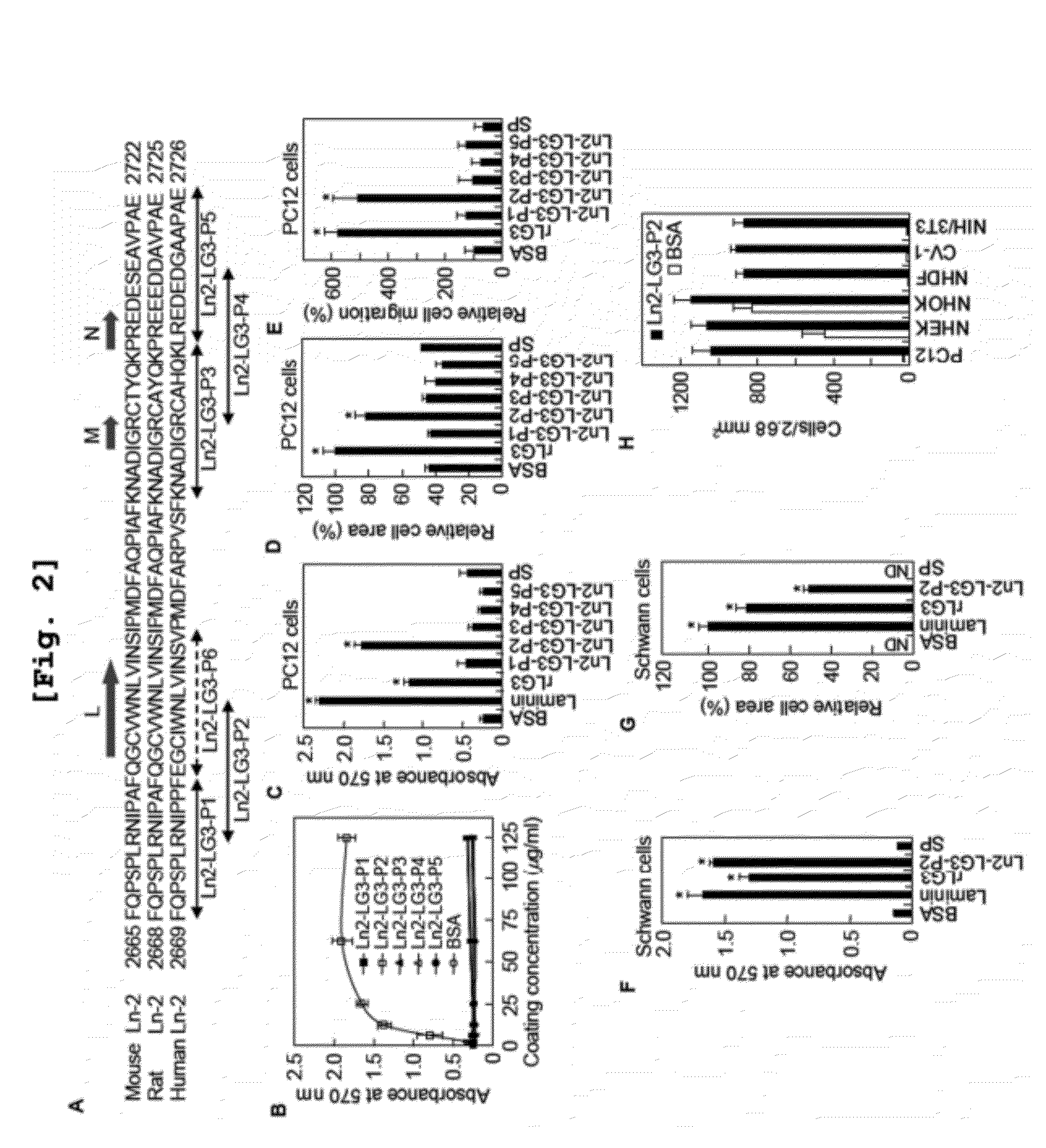 Human laminin alpha2 chain lg3 domain and active peptides promoting cell adhesion, spreading, migration, and neurite outgrowth