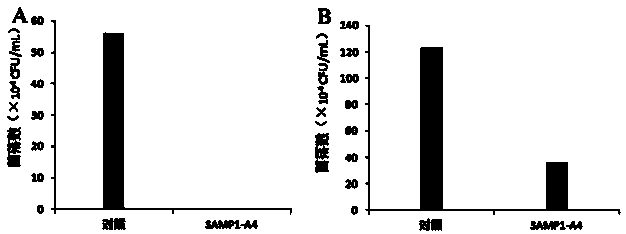 Novel broad-spectrum antimicrobial peptide SAMP1-A4 and preparing method thereof