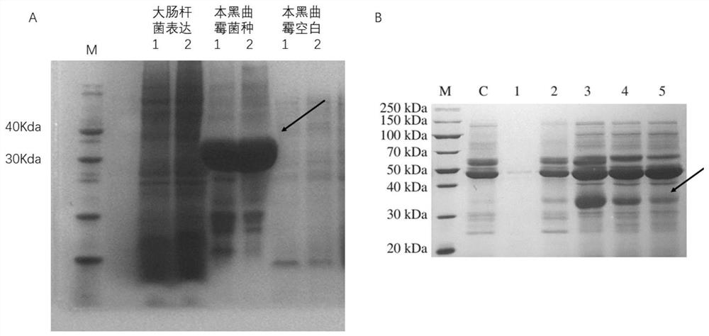 Aspergillus niger recombinant strain capable of massively expressing Candida antarctica lipase B as well as construction method and application of aspergillus niger recombinant strain