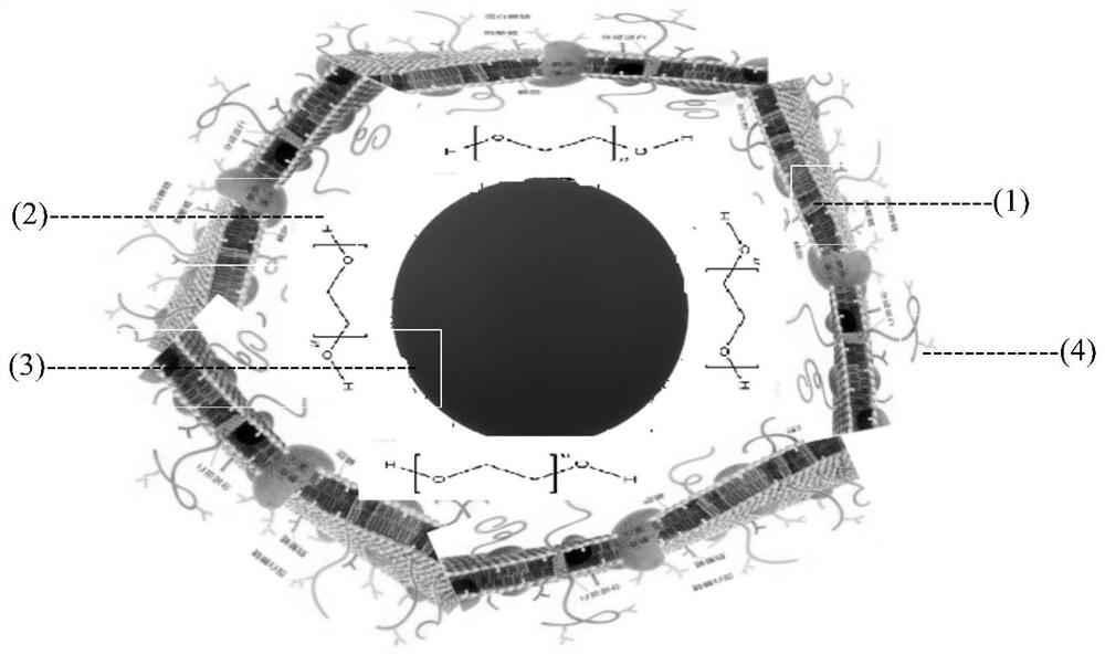 Erythrocyte membrane coated magnetic nanoparticles as well as preparation method and application thereof