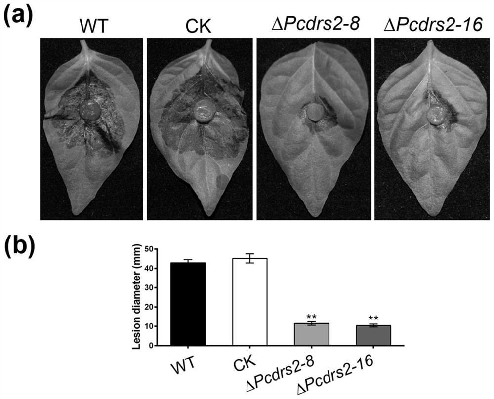 Phytophthora capsici P4-ATP enzyme PcDrs2 protein and application thereof