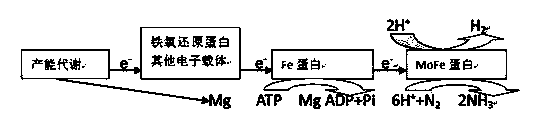 Compound strain based on hydrogen hydroxide bacteria and culture method thereof