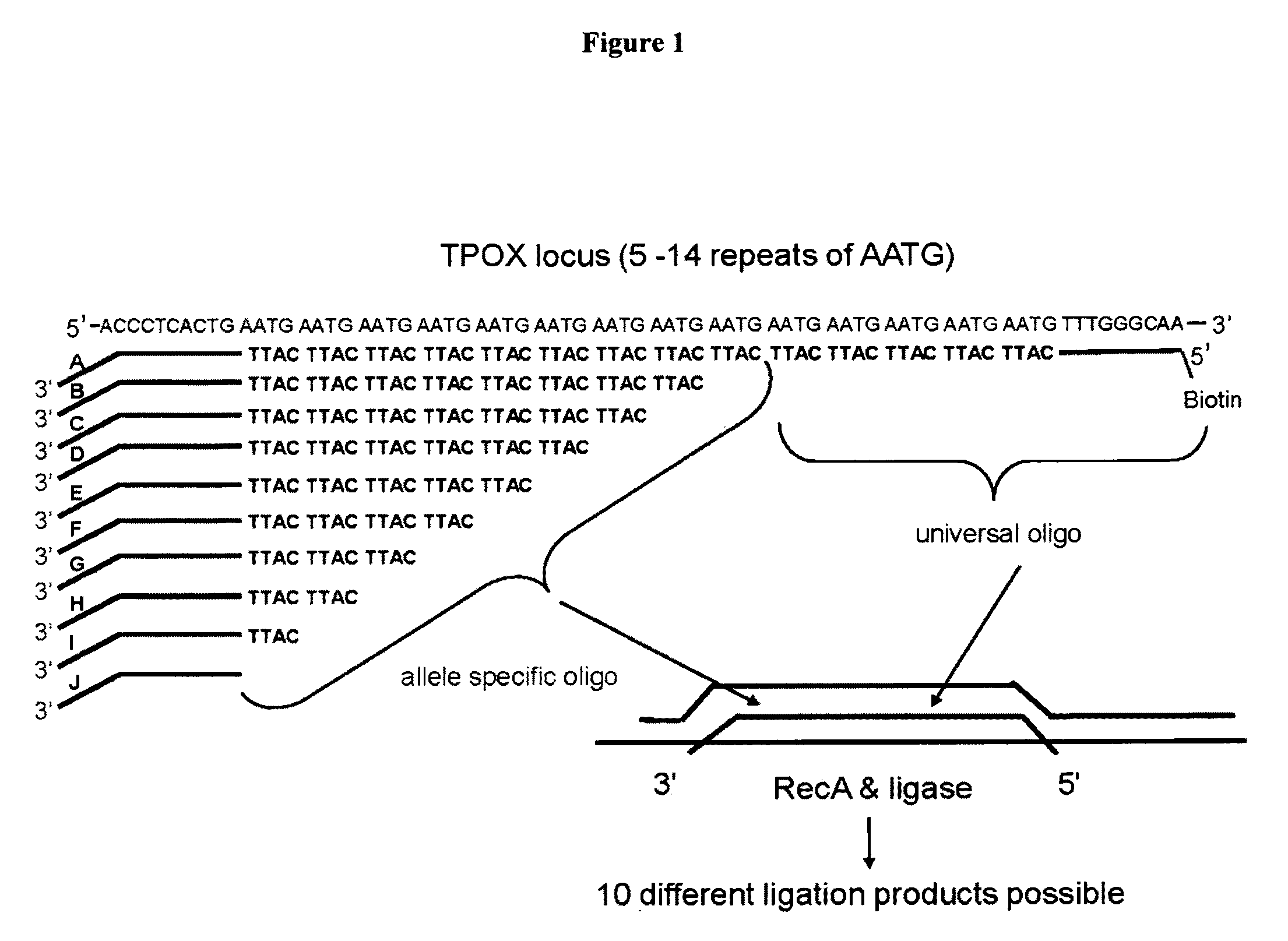 Method for genotyping DNA tandem repeat sequences