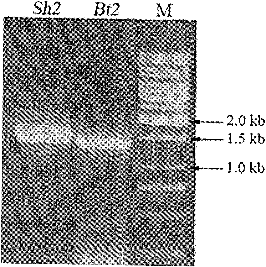 Corn embryosperm ADP-glucose pyrophosphorylase mutant and its screening method and application