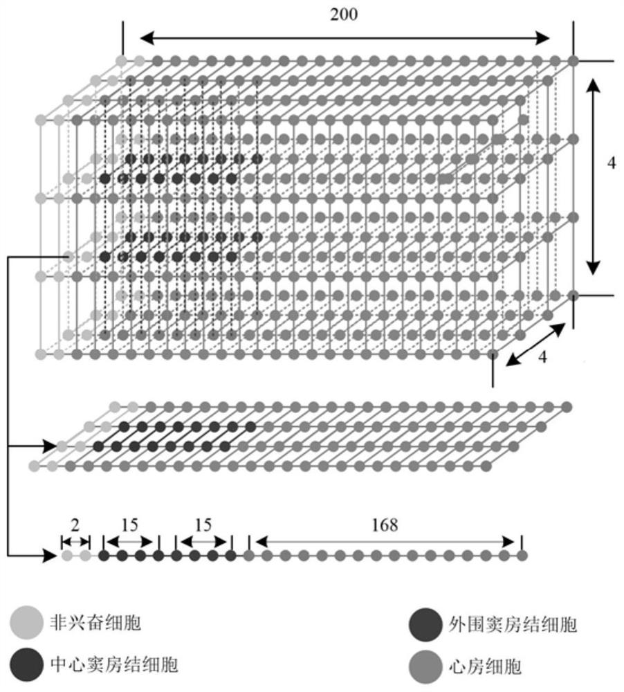 Construction method, storage medium and computing equipment of sinoatrial node virtual physiological tissue