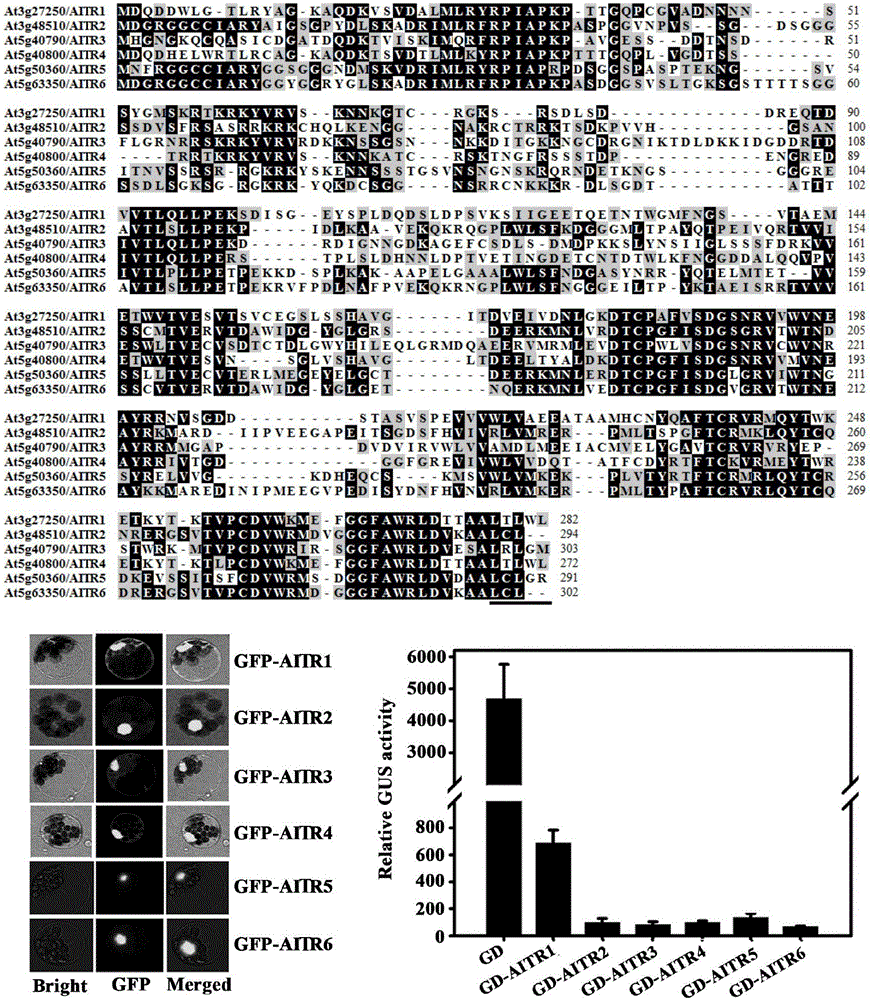 Transcription inhibitor family gene and application thereof