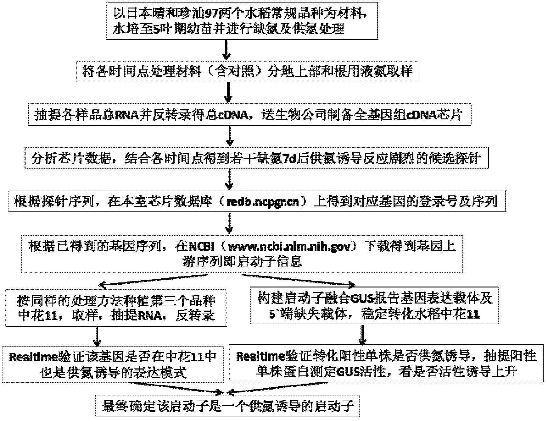 Nitrogen supply recovery specific induced expression promoter Y2 after paddy rice nitrogen deficiency, and application thereof