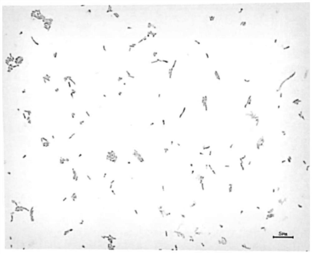 A kind of pseudopallidum strain, cell fraction and composition capable of degrading penicillin v potassium