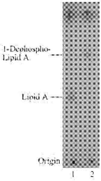 Genetic engineering bacterium for producing monophosphoryl lipid A as well as construction method and application thereof