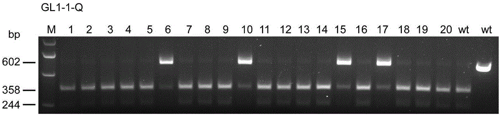Plant Cas9 variant protein VQR as well as encoding gene and application thereof