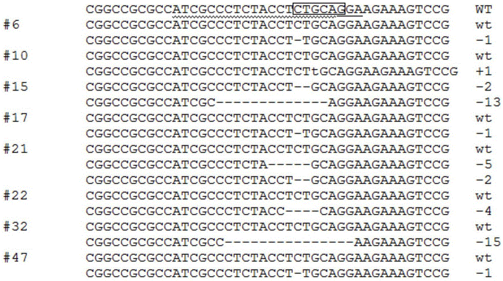 Plant Cas9 variant protein VQR as well as encoding gene and application thereof