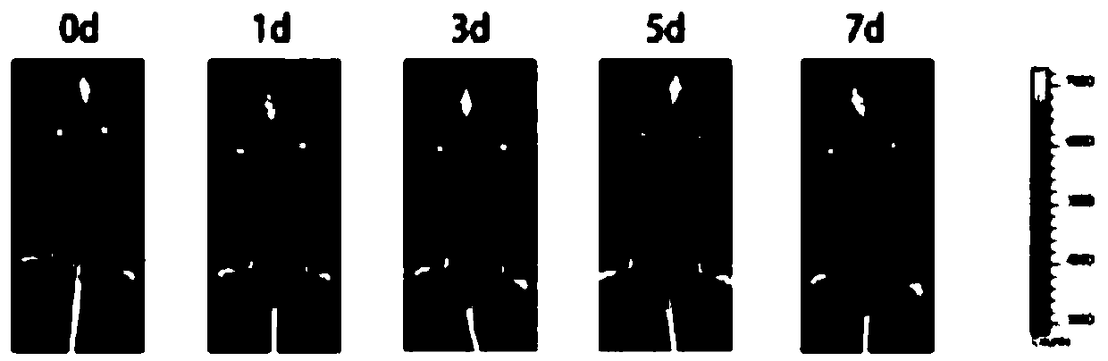 Tumor vaccine in mice and preparation method thereof