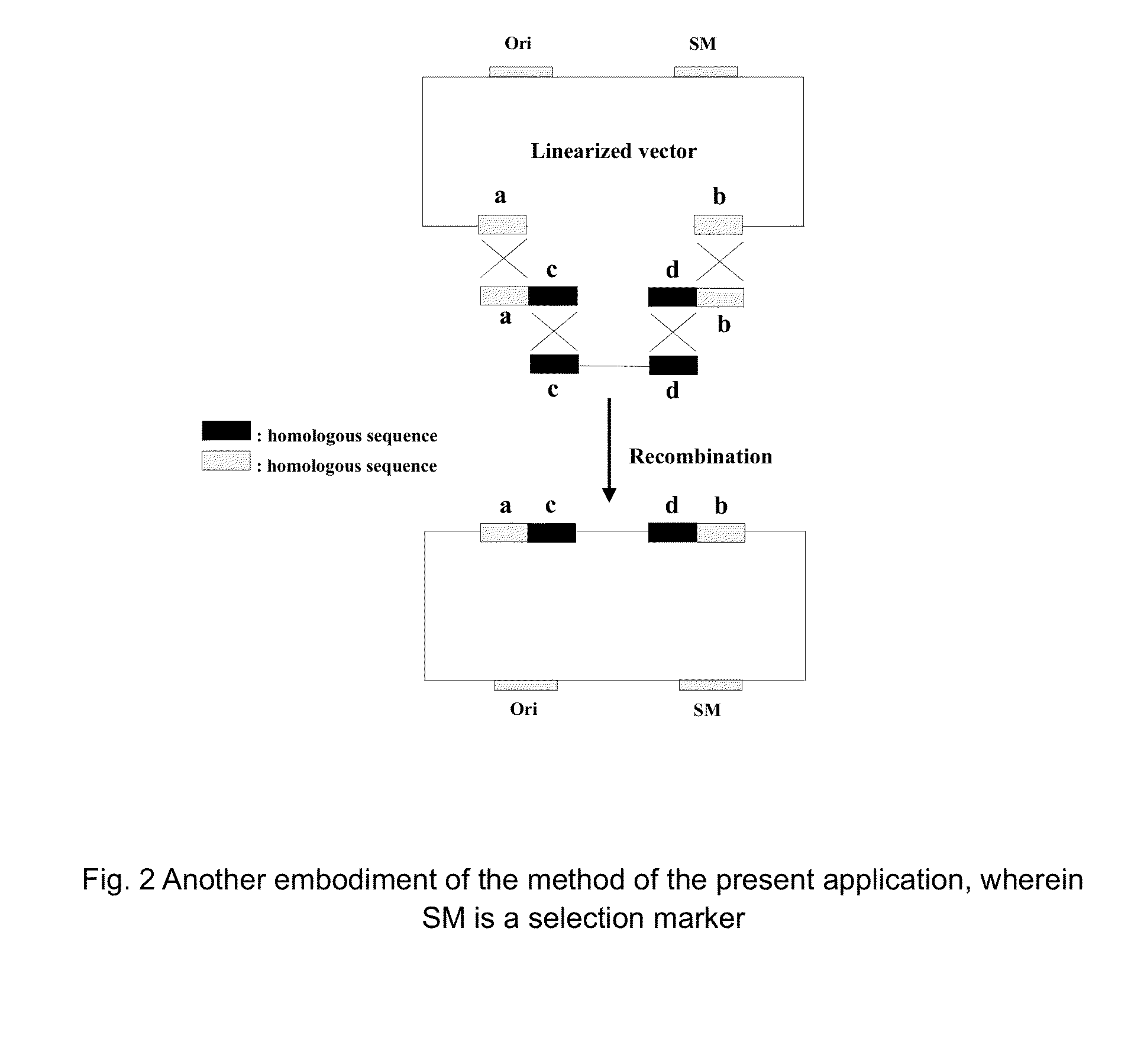 Homologous recombination-based nucleic acid molecular cloning method and related kit