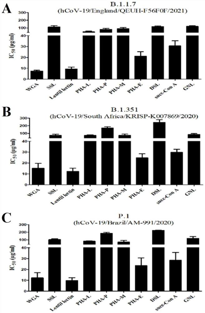 Application of wheat germ agglutinin to preparation of product for inhibiting coronavirus