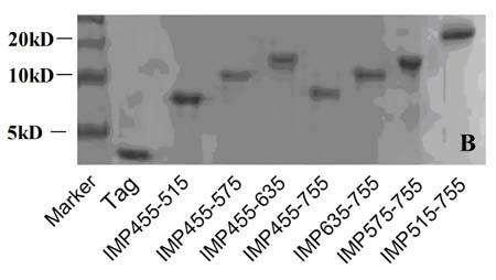 Detection method of lactobacillus micro integral membrane protein active fragments