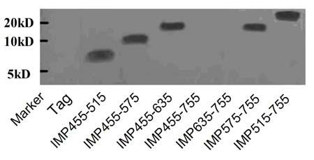 Detection method of lactobacillus micro integral membrane protein active fragments