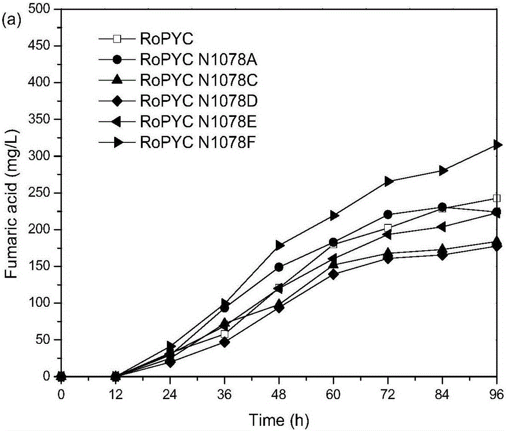 Enzymatic activity improved pyruvate carboxylase mutant N1078F and application thereof