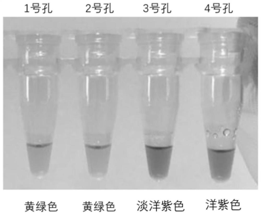 Reagent and kit for isothermal amplification detection of trypanosoma buchneri species and trypanosoma buchneri subspecies and application thereof