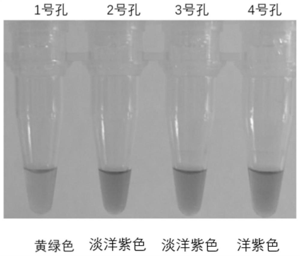 Reagent and kit for isothermal amplification detection of trypanosoma buchneri species and trypanosoma buchneri subspecies and application thereof