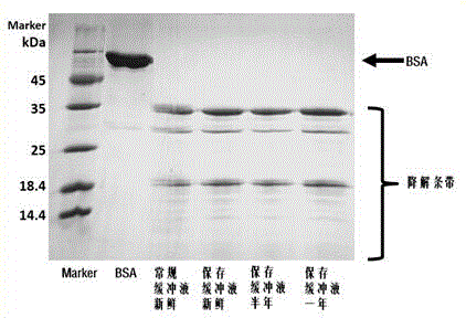 Buffer solution for normal-temperature preservation of recombinant beauveria brongniartii protease K and applications thereof