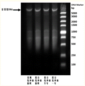 Buffer solution for normal-temperature preservation of recombinant beauveria brongniartii protease K and applications thereof