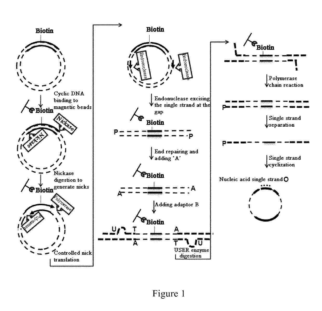 Method and reagent for constructing nucleic acid double-linker single-strand cyclical library