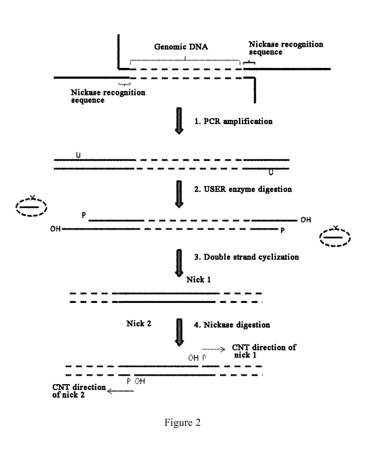 Method and reagent for constructing nucleic acid double-linker single-strand cyclical library