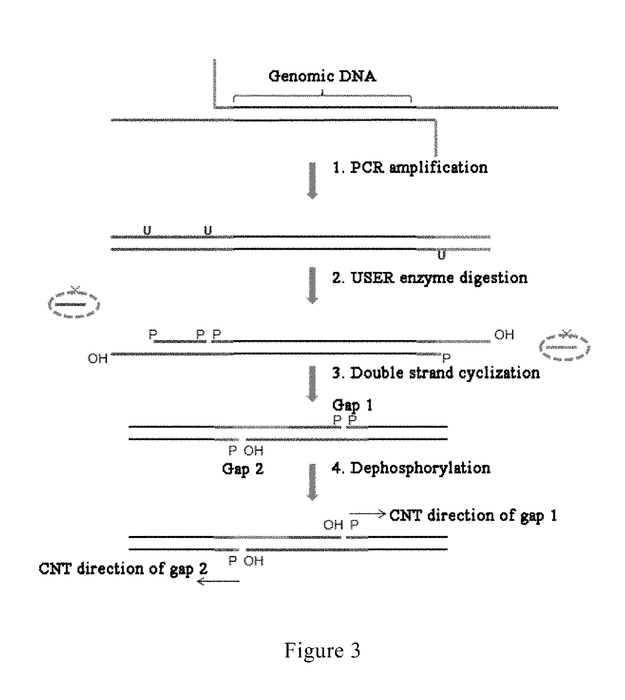 Method and reagent for constructing nucleic acid double-linker single-strand cyclical library