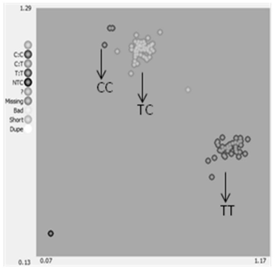 SNP molecular marker co-segregated with cucumber thorn hardness gene hard and its application