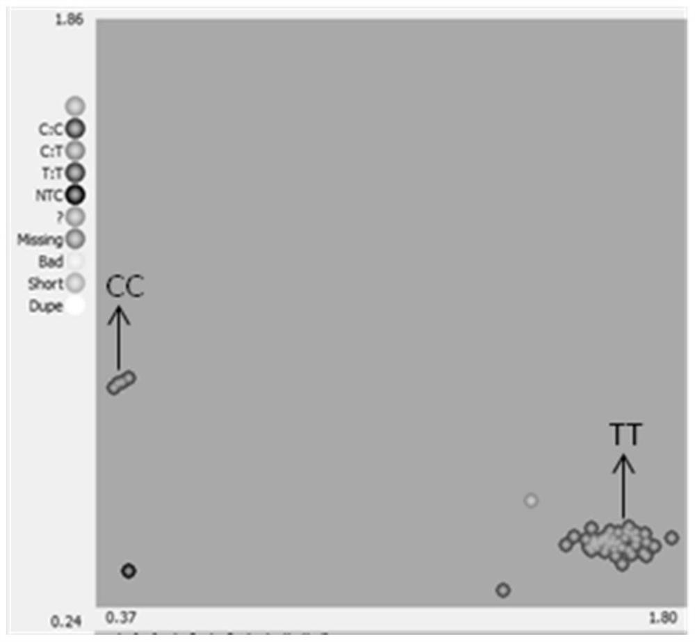 SNP molecular marker co-segregated with cucumber thorn hardness gene hard and its application