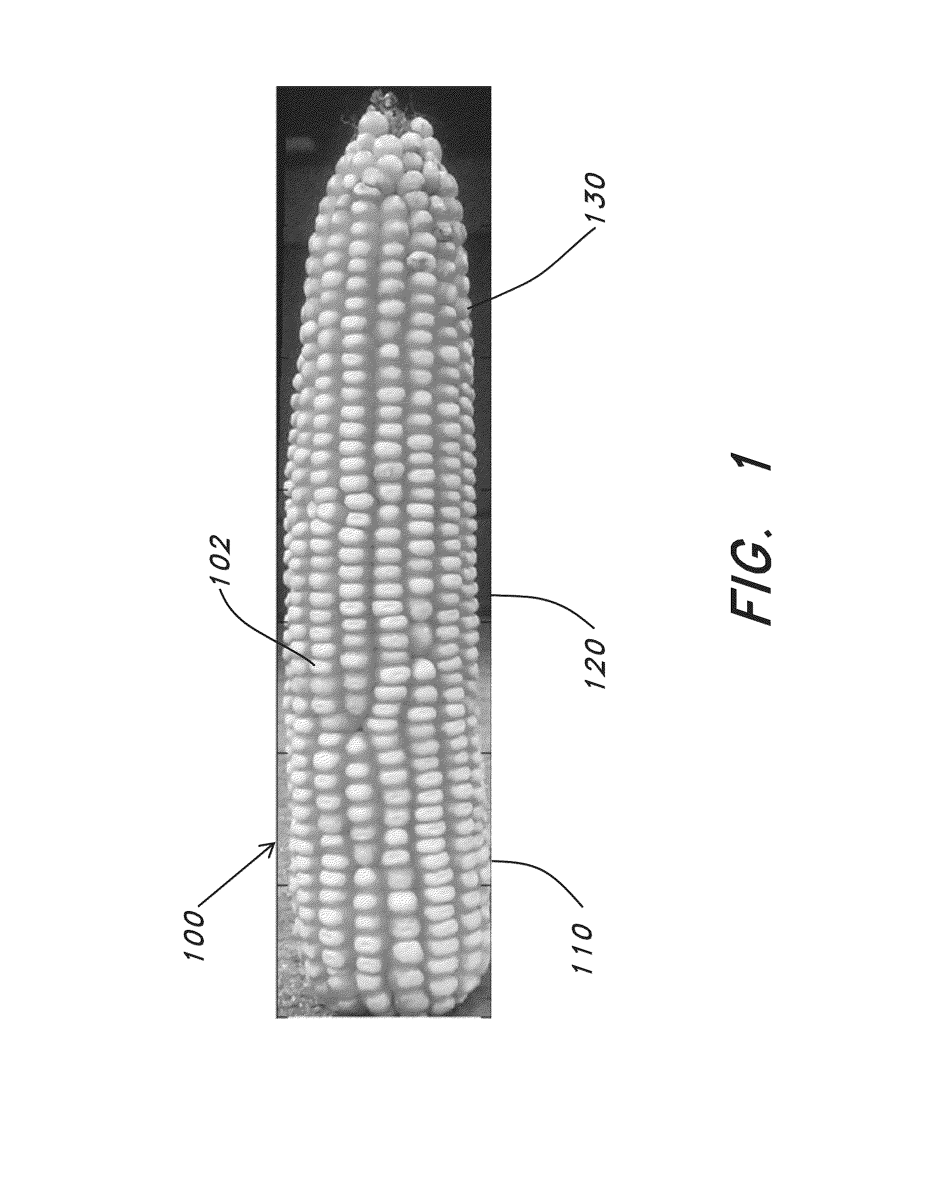 Apparatus and processes for classifying and counting corn kernels