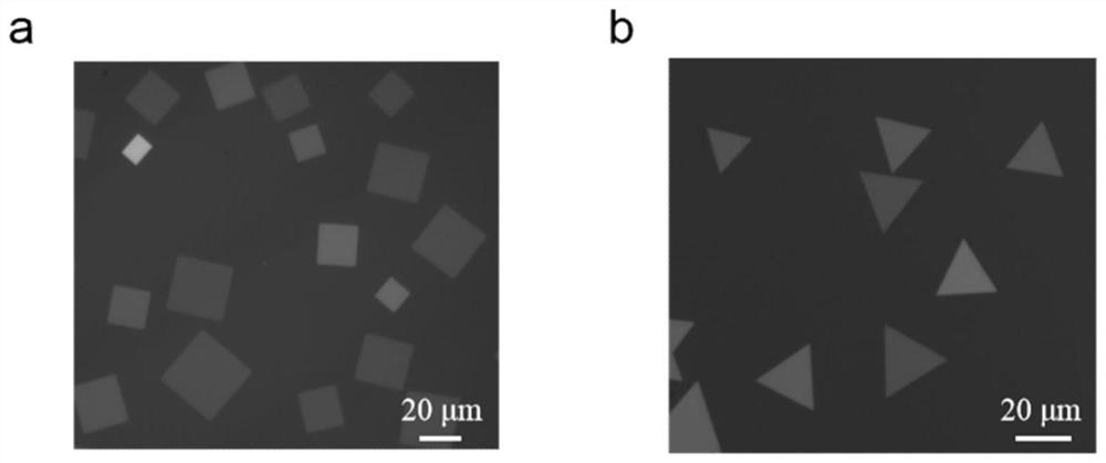 Alpha-MnSe nanosheet and preparation method and application thereof