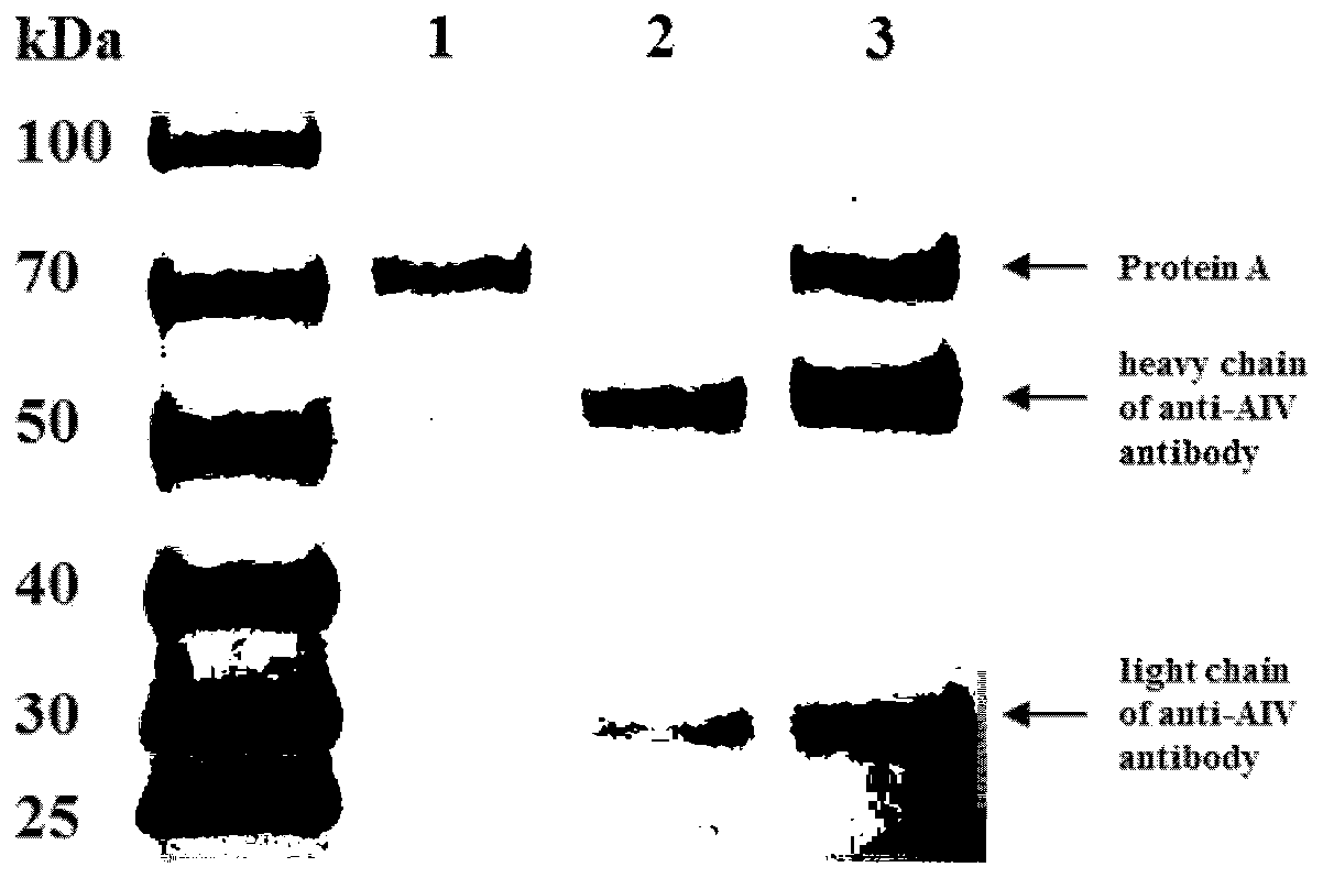 Method for directly counting H9N2 avian influenza virus by naked eyes