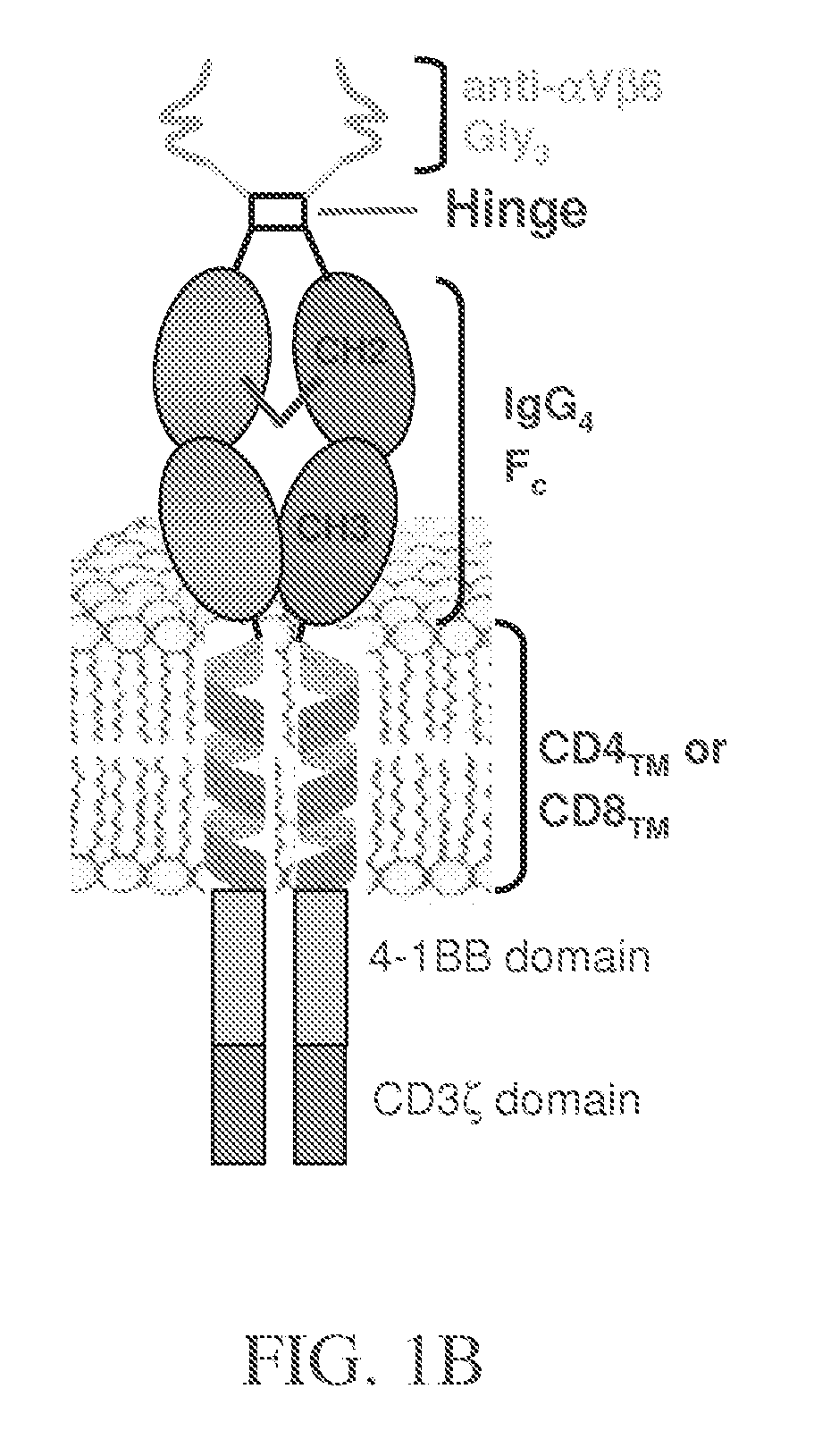 Chimeric antigen receptors specific to avb6 integrin and methods of use thereof to treat cancer