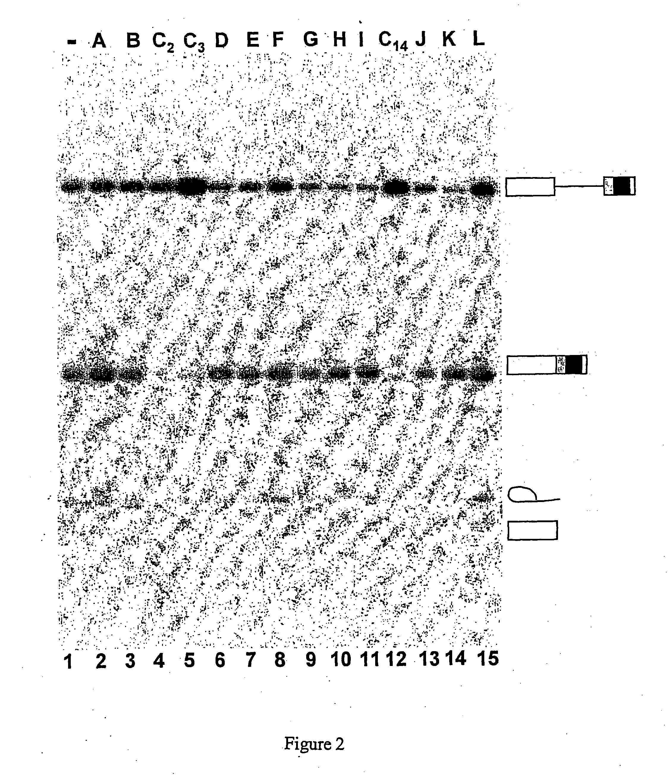 Use of indole-derived compounds for the preparation of a medicament that can be used to treat diseases related to the splicing process