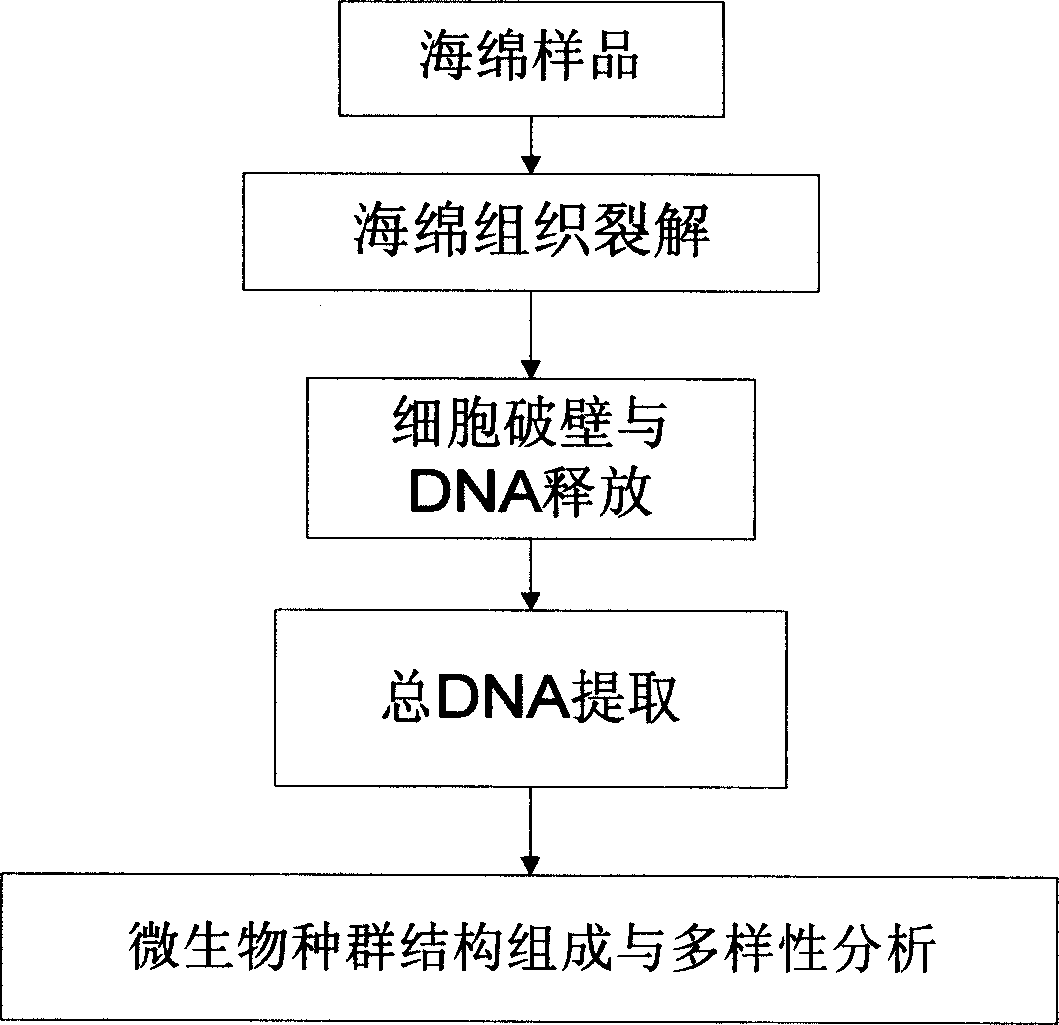 Fast extraction method of adnascent microbe community total DNA of sponge
